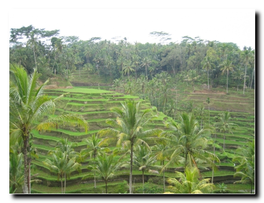 20 Die Reisterassen von Ubud